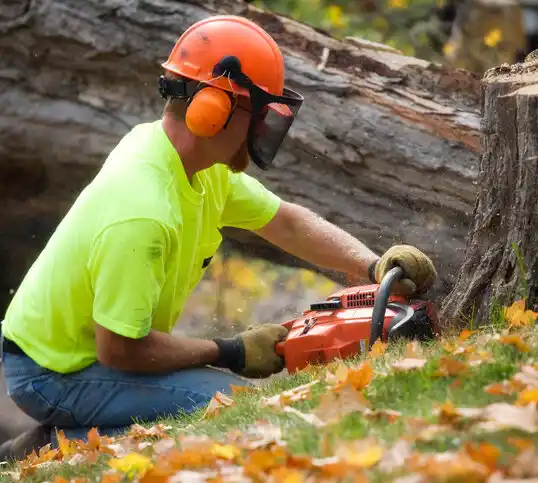 tree services White Pigeon